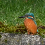 IJsvogel (Alcedo atthis) IJsvogel (Alcedo atthis)