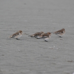 Sneeuwgors (Plectrophenax nivalis) Sneeuwgors (Plectrophenax nivalis)