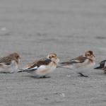 Sneeuwgors (Plectrophenax nivalis) Sneeuwgors (Plectrophenax nivalis)