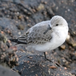 Drieteenstrandloper (Calidris alba) Drieteenstrandloper (Calidris alba)
