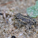 Rugstreeppad (Epidalea calamita) Rugstreeppad (Epidalea calamita)