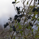 Wilde liguster (Ligustrum vulgare) Wilde liguster (Ligustrum vulgare)