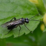 Bladwesp (Pachyprotasis rapae). Bladwesp (Pachyprotasis rapae).