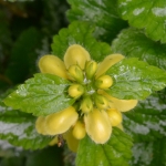 Bonte gele dovenetel (Lamium galeobdolon). Bonte gele dovenetel (Lamium galeobdolon).
