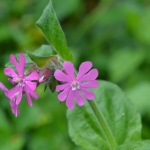 Dagkoekoeksbloem (Silene dioica). Dagkoekoeksbloem (Silene dioica).