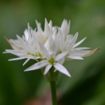 Daslook (Allium ursinum). Daslook (Allium ursinum).
