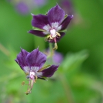 Donker ooievaarsbek (Geranium phaeum). Donker ooievaarsbek (Geranium phaeum).