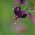 Donker ooievaarsbek (Geranium phaeum). Donker ooievaarsbek (Geranium phaeum).