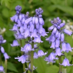 Wilde- of boshyacint (Hyacinthoides non-scripta). Wilde- of boshyacint (Hyacinthoides non-scripta).