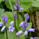 Wilde- of boshyacint (Hyacinthoides non-scripta). Wilde- of boshyacint (Hyacinthoides non-scripta).