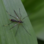 Glansmug, (Ptychoptera albimana) Glansmug, (Ptychoptera albimana)