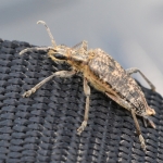 Grijze ribbelboktor - Rhagium inquisito. Grijze ribbelboktor - Rhagium inquisito.