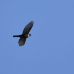 Beflijster ( Turdus torquatus) Beflijster ( Turdus torquatus)