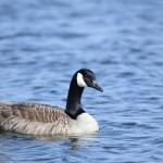 Grote Canadese Gans (Branta canadensis) Grote Canadese Gans (Branta canadensis)