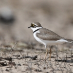 Kleine plevier (Charadrius dubius) Kleine plevier (Charadrius dubius)