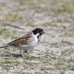 Rietgors (m)(Emberiza schoeniclus) Rietgors (m)(Emberiza schoeniclus)