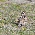 Rietgors (v) (Emberiza schoeniclus) Rietgors (v) (Emberiza schoeniclus)