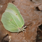 Citroenvlinder (Gonepteryx rhamni) Citroenvlinder (Gonepteryx rhamni)