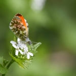 Oranjetipje (Anthocharis cardamines) Oranjetipje (Anthocharis cardamines)