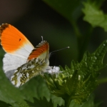 Oranjetipje (Anthocharis cardamines) Oranjetipje (Anthocharis cardamines)