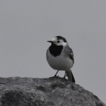Witte kwikstaart (Motacilla alba) Witte kwikstaart (Motacilla alba)