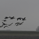 Brandgans (Branta leucopsis) Brandgans (Branta leucopsis)