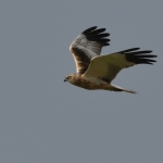 Bruine kiekendief (Circus aeruginosus) Bruine kiekendief (Circus aeruginosus)