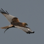 Bruine kiekendief (Circus aeruginosus) Bruine kiekendief (Circus aeruginosus)