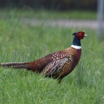 Fazant (Phasianus colchicus) Fazant (Phasianus colchicus)