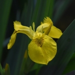 Gele lis (Iris pseudacorus) Gele lis (Iris pseudacorus)