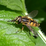Gewone pendelvlieg (Helophilus pendulus) Gewone pendelvlieg (Helophilus pendulus)