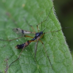 Glansmug (Ptychoptera contaminata) man Glansmug (Ptychoptera contaminata) man