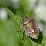 Bessenschildwants (Dolycoris baccarum) Bessenschildwants (Dolycoris baccarum)