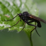 Grote dansvlieg (Empis tessellata) Grote dansvlieg (Empis tessellata)