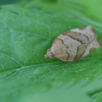 Kersenbladroller (Pandemis cerasana) Kersenbladroller (Pandemis cerasana)