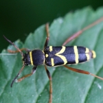 Kleine wespenbok (Clytus arietis) Kleine wespenbok (Clytus arietis)