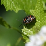 Koolwants (Eurydema oleracea) Koolwants (Eurydema oleracea)