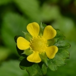 Schijnaardbei (Potentilla indica) Schijnaardbei (Potentilla indica)