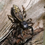 Schorsmarpissa (Marpissa muscosa) Schorsmarpissa (Marpissa muscosa)