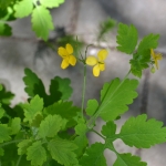 Stinkende gouwe (Chelidonium majus) Stinkende gouwe (Chelidonium majus)