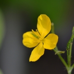 Stinkende gouwe (Chelidonium majus) Stinkende gouwe (Chelidonium majus)