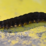 Rups van de Wachtervlinder (Eupsilia transversa) Rups van de Wachtervlinder (Eupsilia transversa)