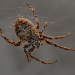 Brugspin (Larinioides sclopetarius) Brugspin (Larinioides sclopetarius)