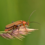 Geel soldaatje (Cantharis livida) Geel soldaatje (Cantharis livida)