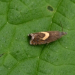 Kommawortelmot (Dichrorampha petiverella) Kommawortelmot (Dichrorampha petiverella)