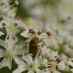 Frambozenkever ( Byturus tomentosus) Frambozenkever ( Byturus tomentosus)