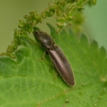 Roodaars kniptor (Athous haemorrhoidalis) Roodaars kniptor (Athous haemorrhoidalis)