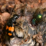Gewone doodgraver Nicrophorus vespilloides) Gewone doodgraver Nicrophorus vespilloides)
