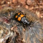 Gewone doodgraver Nicrophorus vespilloides) Gewone doodgraver Nicrophorus vespilloides)