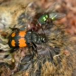 Gewone doodgraver Nicrophorus vespilloides) Gewone doodgraver Nicrophorus vespilloides)